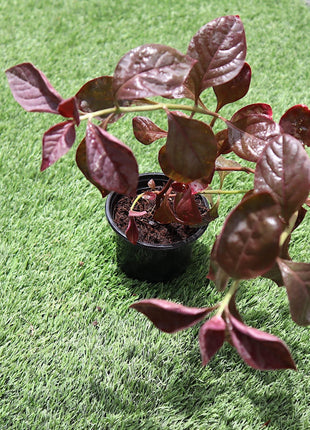 Iresine lindenii &#8220;Bloodleaf Iresine lindenii&#8221; 10 &#8211; 15cm