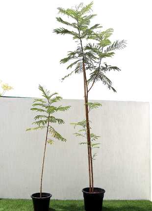 Peltophorum pterocarpum, Yellow Flame or Copper Pod