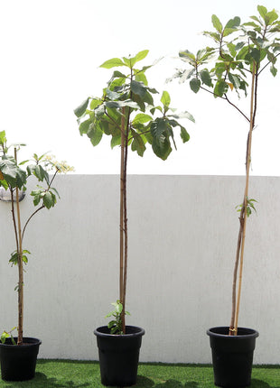 Terminalia catappa "Indian Almond Tree" شجرة اللوز الهندية