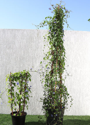 Jacquemontia Pentantha &#8220;Sky Blue Cluster Vine&#8221;