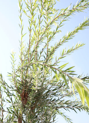 Callistemon viminalis &#8220;Bottle Brush Tree&#8221;