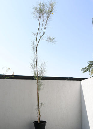 Parkinsonia Aculeata, Jerusalem Thorn Tree