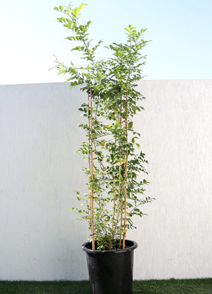 Murraya Paniculata &#8220;Orange or Thai Jasmine&#8221;