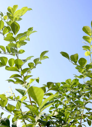 Murraya Paniculata &#8220;Orange or Thai Jasmine&#8221;
