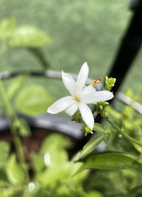 Jasminum Grandiflora Or Jasmine Climber 0.8 &#8211; 1.5m