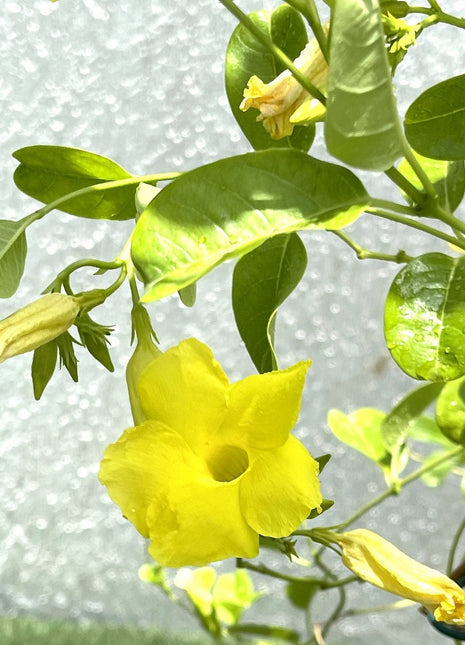 Mandevilla Splendens Or Yellow Bell Climber