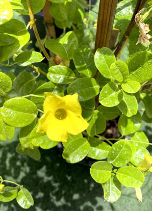 Mandevilla Splendens Or Yellow Bell Climber