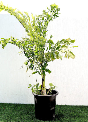 Caryota Mitis &#8220;Fishtail palm&#8221; نخيل ذيل السمكة