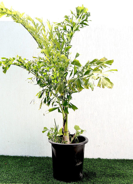 Caryota Mitis &#8220;Fishtail palm&#8221; نخيل ذيل السمكة