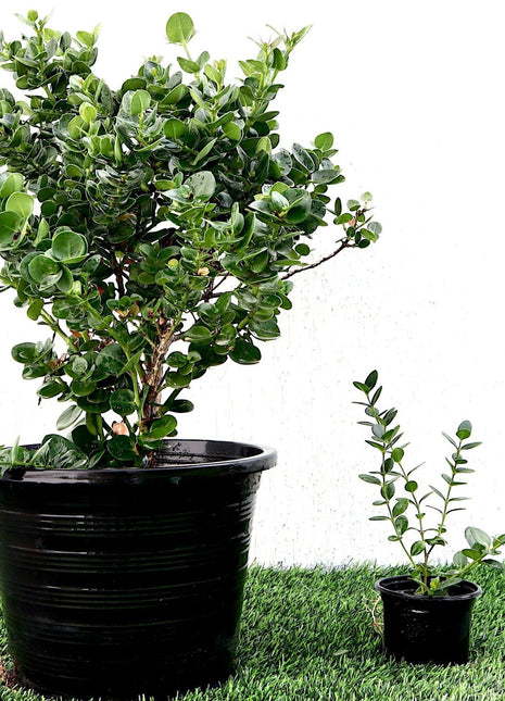 Carissa Grandiflora &#8220;Prostrata Natal Plum&#8221;