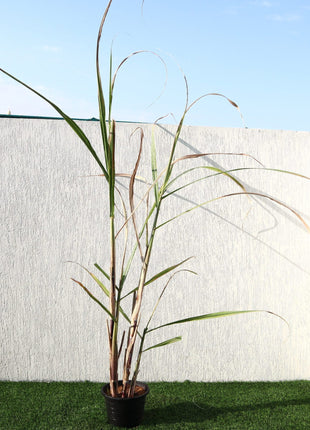 Saccharum Officinarum &#8220;Sugarcane&#8221; قصب السكر