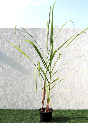 Saccharum Officinarum &#8220;Sugarcane&#8221; قصب السكر