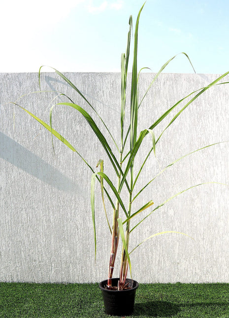 Saccharum Officinarum &#8220;Sugarcane&#8221; قصب السكر