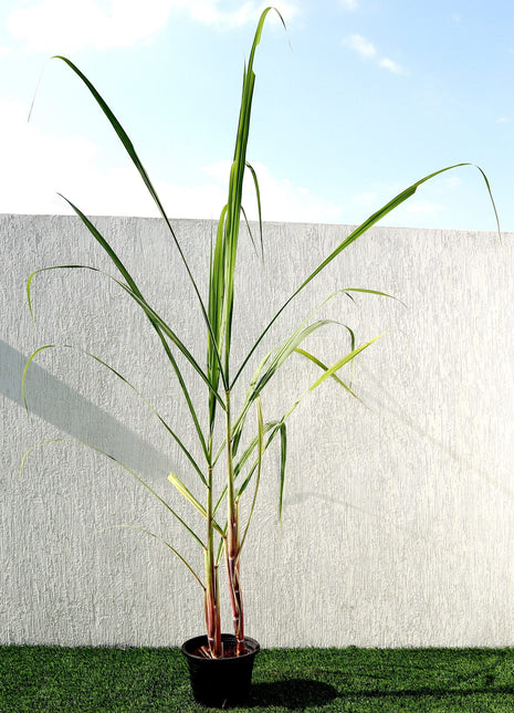 Saccharum Officinarum &#8220;Sugarcane&#8221; قصب السكر