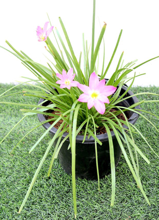 Zephyranthes Grandiflora | Pink Rain Lily | Zephyr lily 6Ltr pot