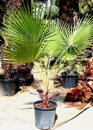 Washingtonia Robusta &#8220;Mexican Fan Palm&#8221;