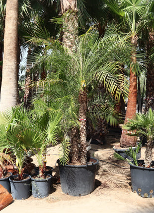 Phoenix Roebelenii &#8220;Miniature date palm&#8221;(outdoor)