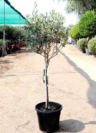 Olea europea or Olive Tree "1.0m-2.2m" شجرة زيتون