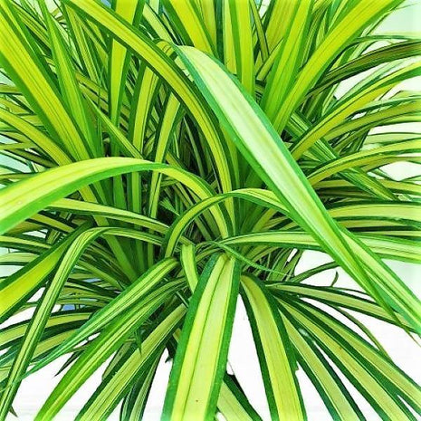Pandanus Baptistii