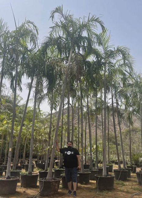 Carpentaria Acuminata &#8220;Carpentaria Palm&#8221;