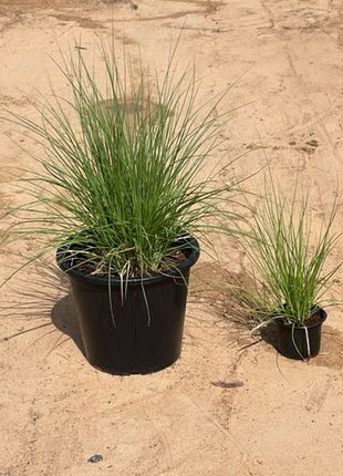 Pennisetum Setaceum | African Fountain Grass | Tender Fountain Grass