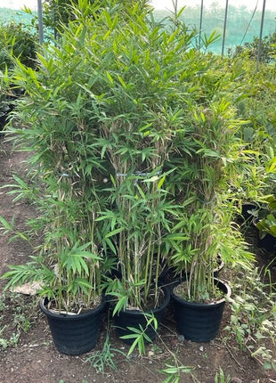 Bambusa Multiplex &#8220;Chinese Dwarf Bamboo&#8221; 1.2 &#8211; 1.5m overall height