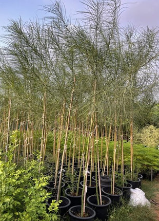 Parkinsonia Aculeata, Jerusalem Thorn Tree