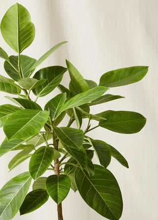 Ficus Altissima &#8220;Council Tree&#8221;