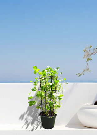 Ipomoea pes-caprae, Railroad Vine or Railway Creeper