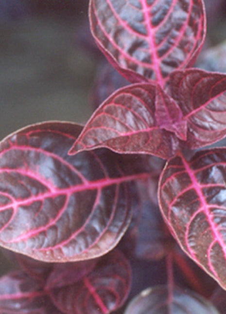 Iresine lindenii &#8220;Bloodleaf Iresine lindenii&#8221; 10 &#8211; 15cm