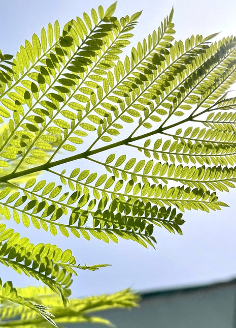 Jacaranda Mimosifolia &#8220;Blue jacaranda-Black Poui&#8221;