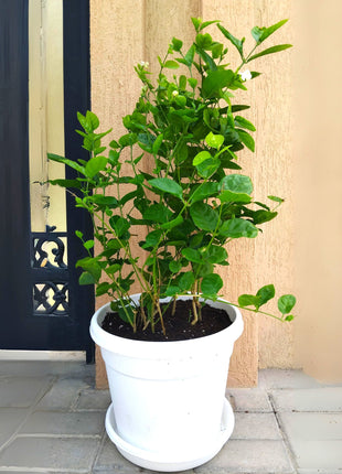 Arabian Jasmine Motia &#8220;Jasminum Sambac&#8221;
