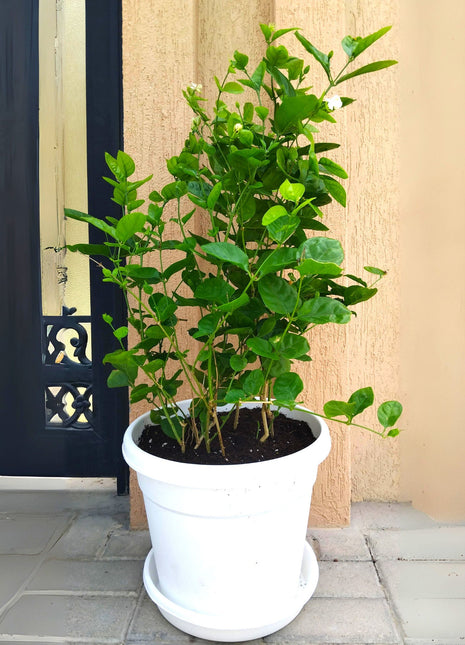 Arabian Jasmine Motia &#8220;Jasminum Sambac&#8221;