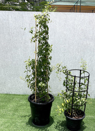 Jasminum Grandiflora Or Jasmine Climber 0.8 &#8211; 1.5m