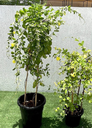 Mandevilla Splendens Or Yellow Bell Climber