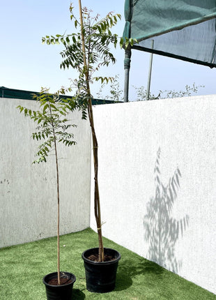 Azadirachta indica &#8220;Neem Tree&#8221;