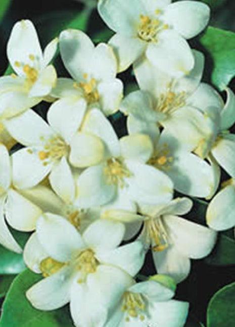 Murraya Paniculata Exotica