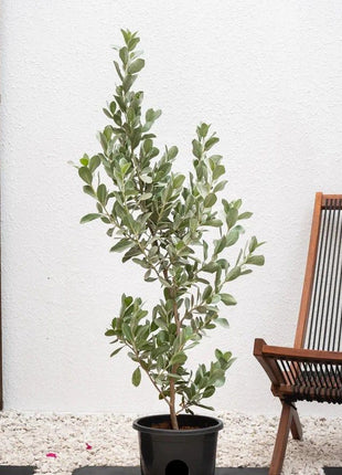 Conocarpus Exrectus, Silver Leaf, Silver buttonwood