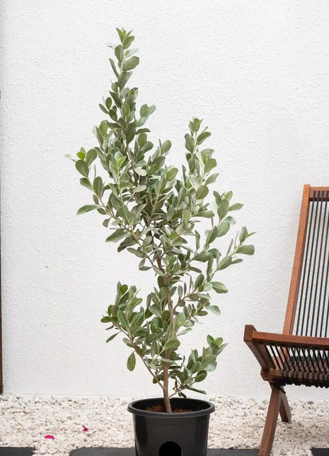 Conocarpus Exrectus, Silver Leaf, Silver buttonwood