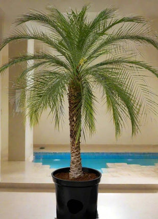Phoenix Roebelenii &#8220;Miniature date palm&#8221;(outdoor)