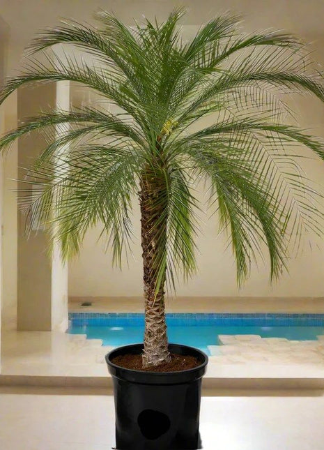 Phoenix Roebelenii &#8220;Miniature date palm&#8221;(outdoor)