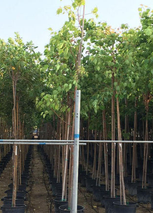 Ficus Religiosa &#8220;Sacred Fig Tree&#8221;