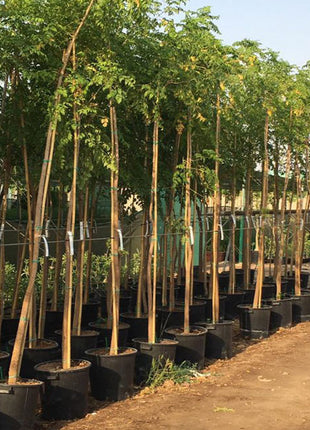 Millingtonia Hortensis &#8220;Tree Jasmine شجرة الياسمين or Indian Cork Tree&#8221;