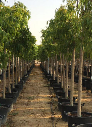 Ficus alii Amstel Queen &#8220;Long Leaf Ficus&#8221; 1.7-4.0m