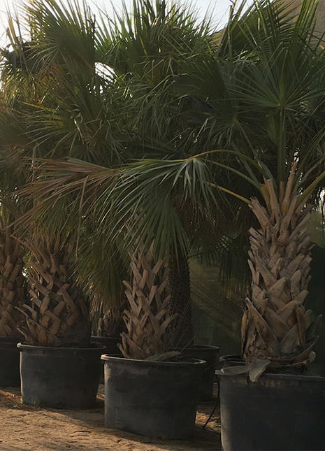 Sabal palmetto | Cabbage Palmetto, Sabal Palm, Carolina Palmetto 2.0-2.5m Height