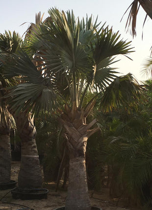 Bismarckia Nobilis &#8220;Bismark Palm&#8221; بسمارك النخيل