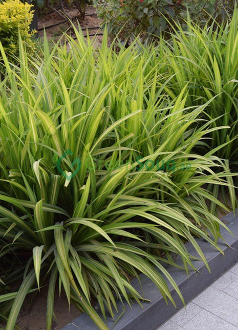 Pandanus Baptistii Variegata