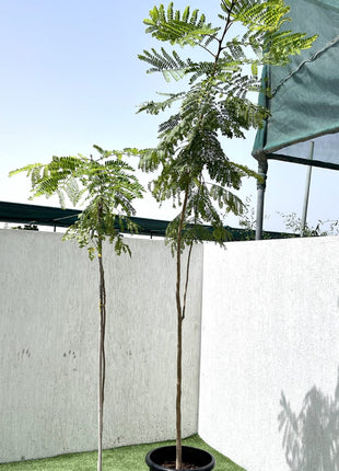 Peltophorum pterocarpum, Yellow Flame or Copper Pod