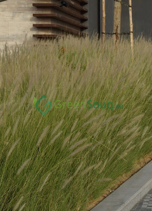 Pennisetum Setaceum | African Fountain Grass | Tender Fountain Grass