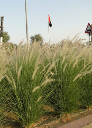 Pennisetum Setaceum | African Fountain Grass | Tender Fountain Grass